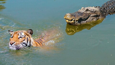 "Moments When Big Cats Face the Crocodile