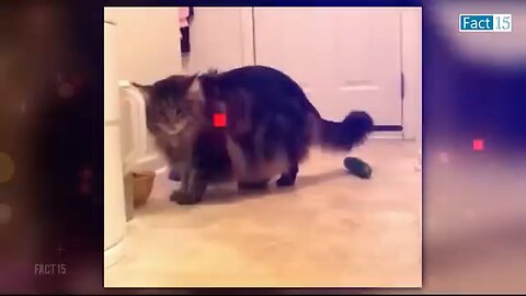 #cat funny video 🤣🤣🤣#block