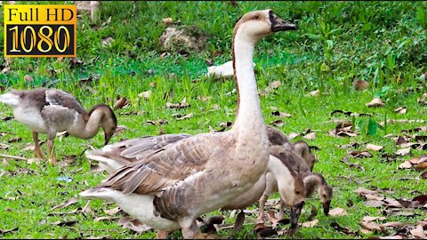 Runaway Duck । Canon 250D। Nature Background Video। Relaxing Music