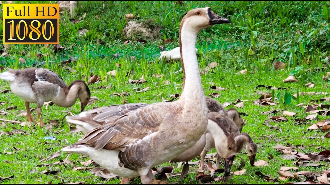 Runaway Duck । Canon 250D। Nature Background Video। Relaxing Music