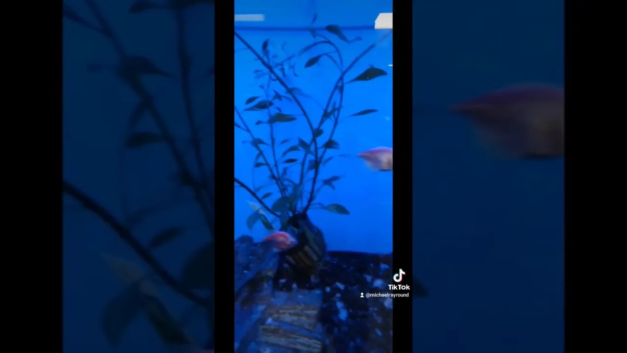 🐠 Happy weekend from the Glofish 🐟 #shorts
