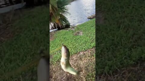 Bass slammed the shaky head rig!