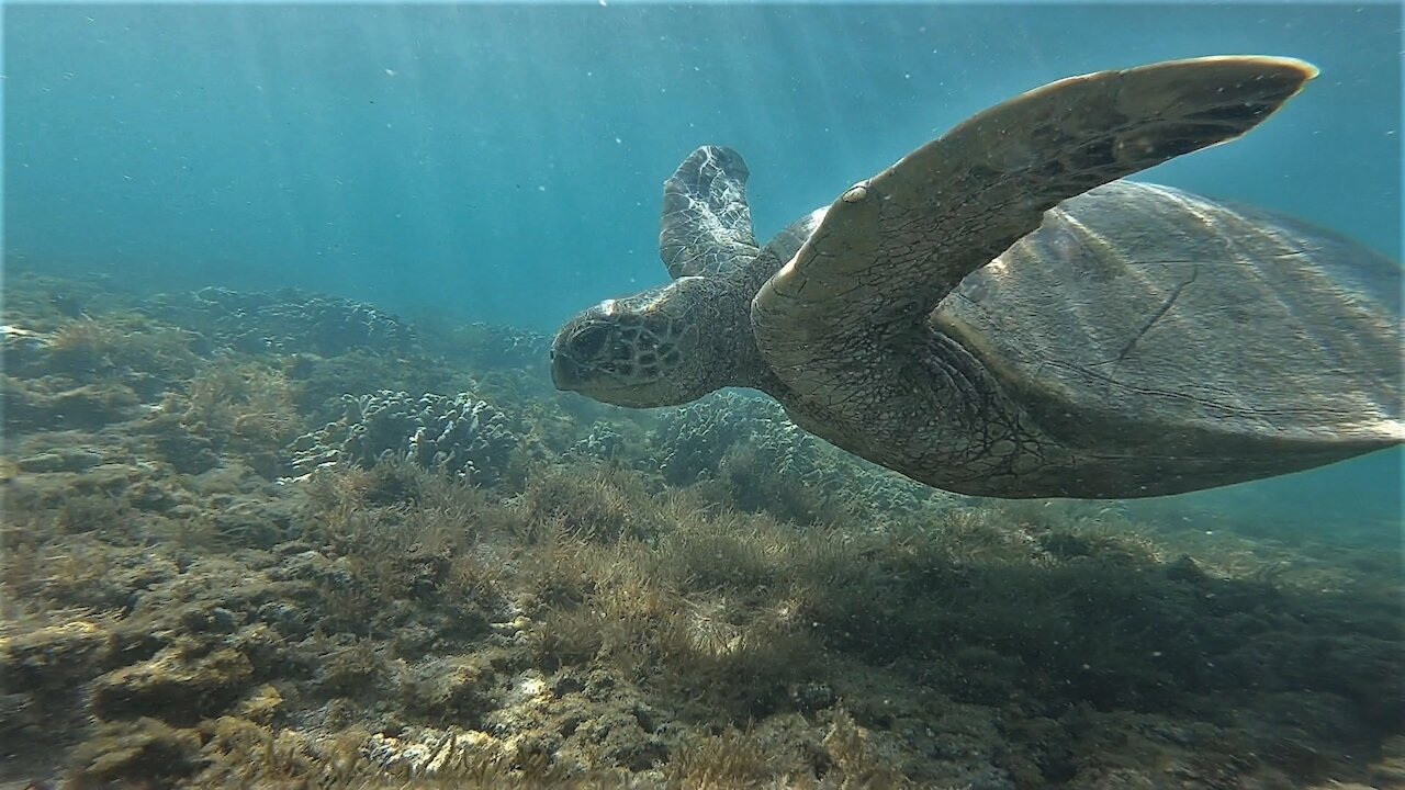 Thomas Filming Sea Turtles in Hawaii