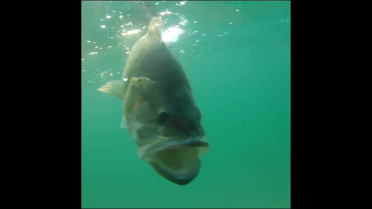 largemouth release