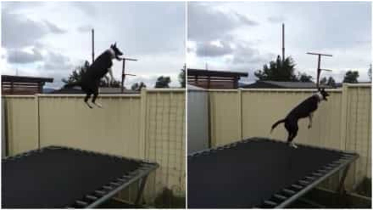 Akrobatisk hund hopper på trampolinen i timevis