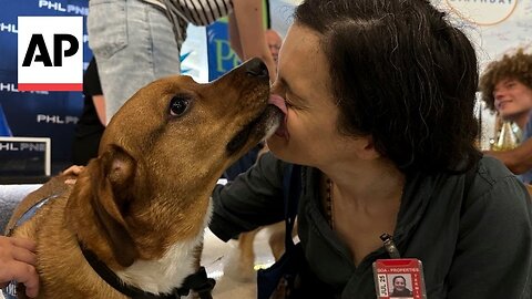 National Dog Day: Philadelphia airport thanks its brigade of therapy canines