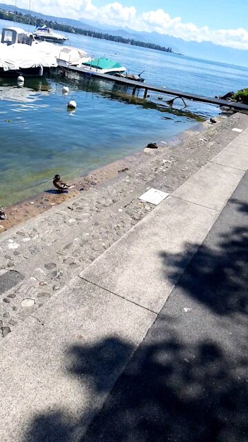 New life in switzerland the street