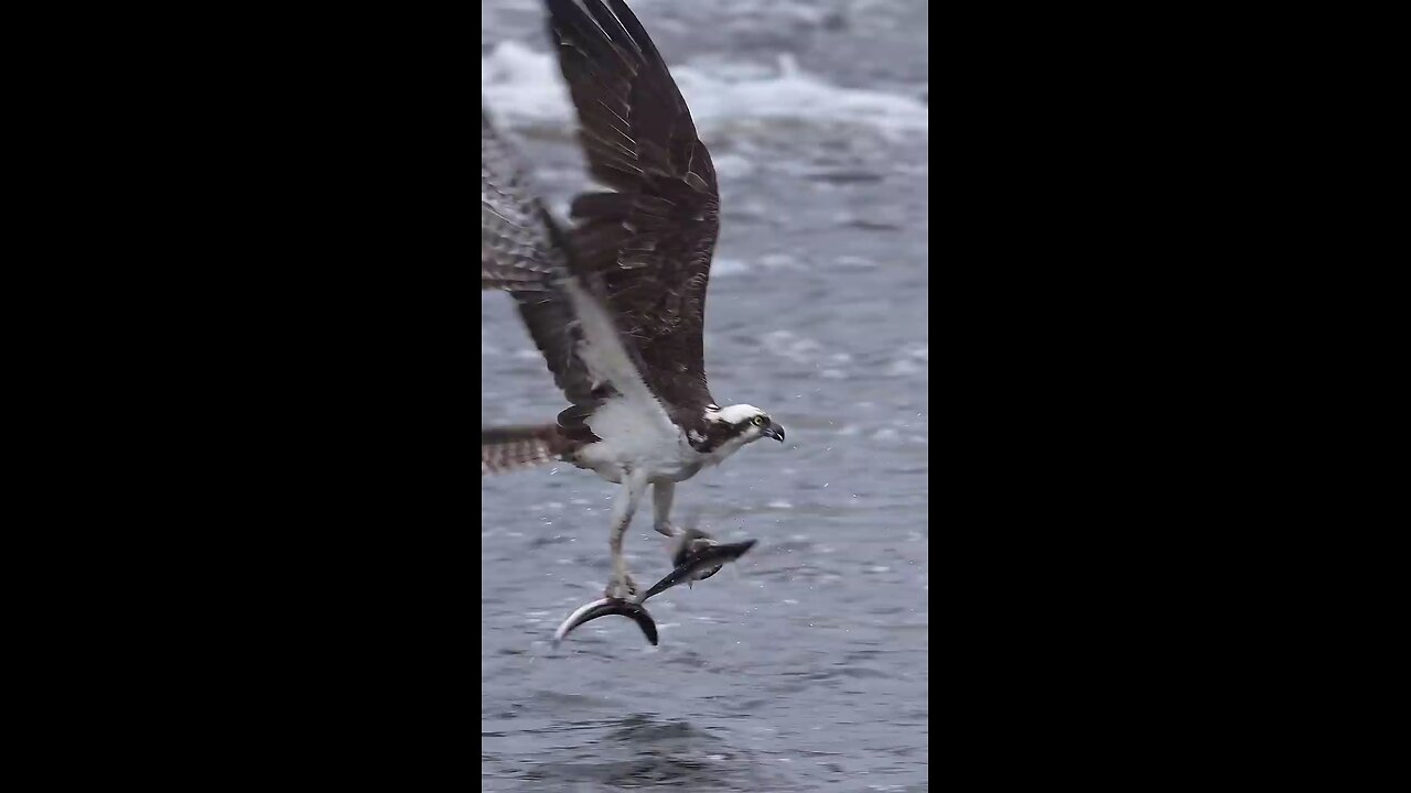 osprey catch three fish