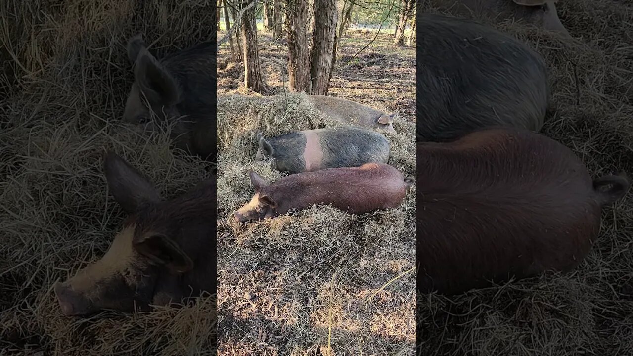 Pigs Get Cozy in their Bed @UncleTimsFarm #kärnəvór #carnivore #shorts #pigtalk