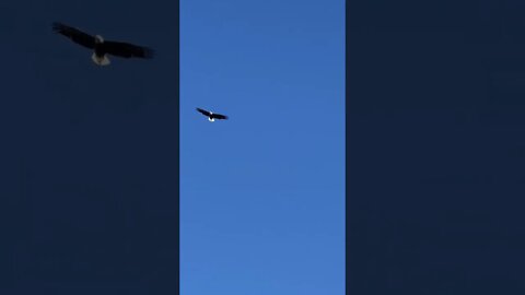 Bald Eagle On Patrol