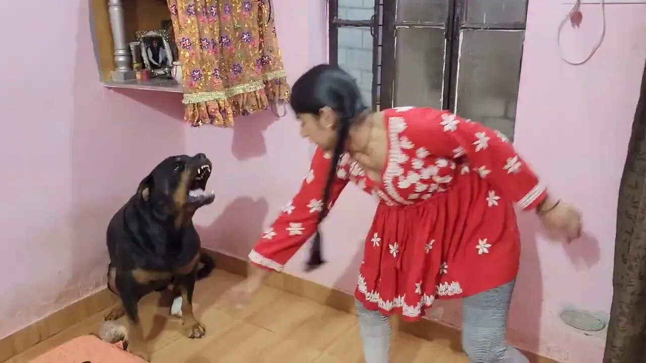 My dog tries shoes for the first time