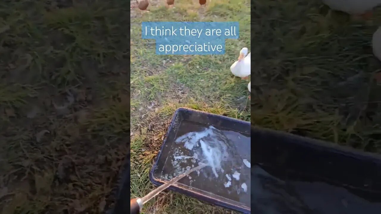 hot and hazy today #chicken #duck #turkey #itshot #itshazy #shorts #video #homestead #farm #farmlife