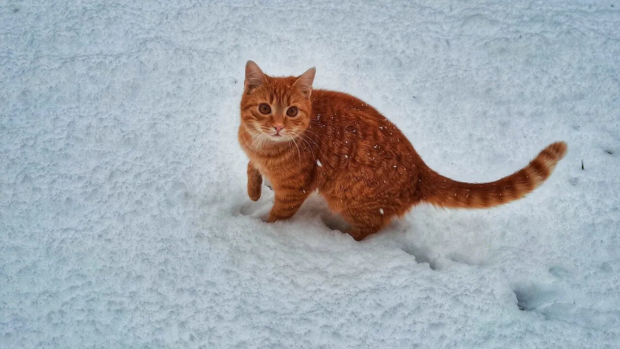 Try NOT to Laugh! 😹 This Kitty Accidentally Made a Snowman…Out of Herself! ☃️ LOL! ❄️ (#109) #Clips