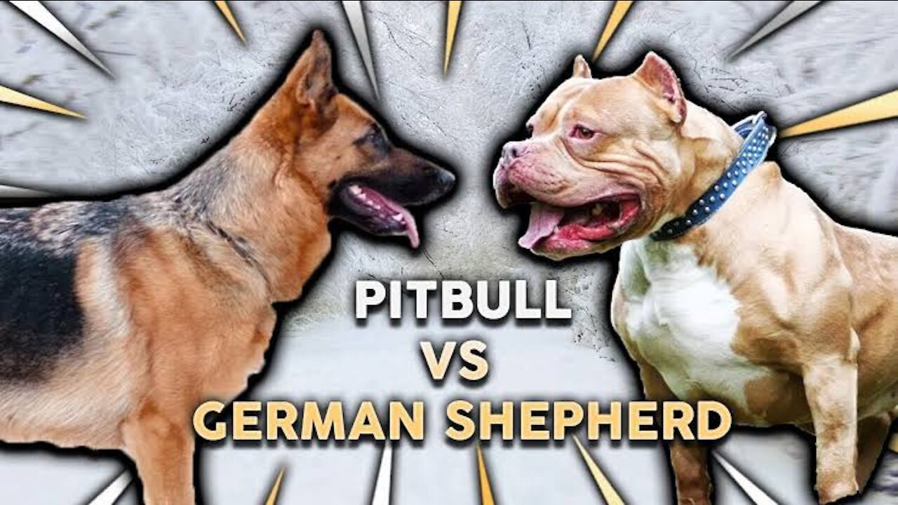German Shepherd Attacks Friendly Pitbull
