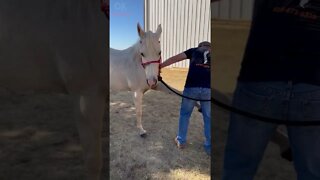 C R U N C H Y Horse Adjustment