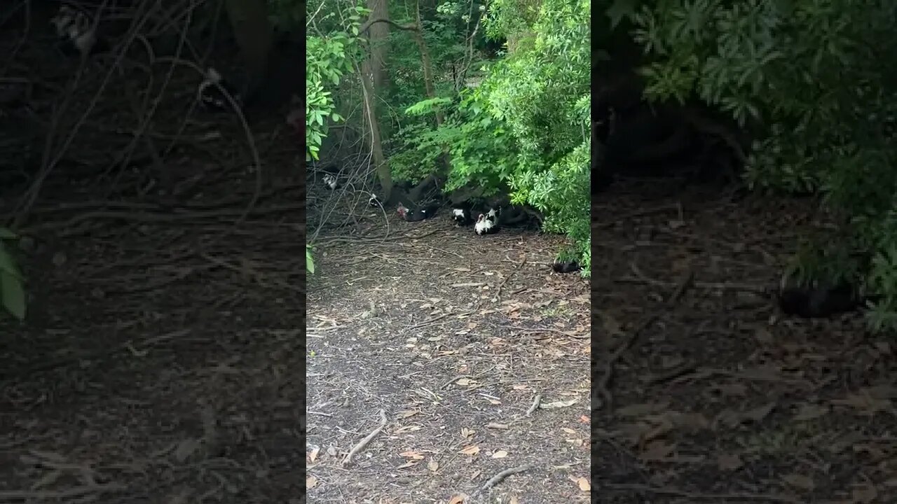 Muscovy Ducks Resting Under Trees