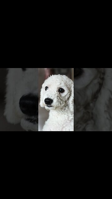 8 Best dog Breeds for Kids#shorts