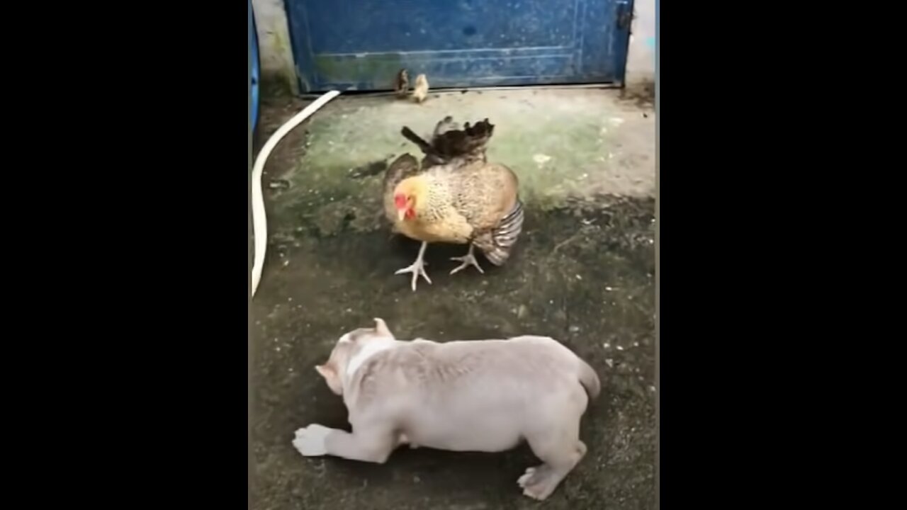 Funny Dog vs Chicken Fight 2021