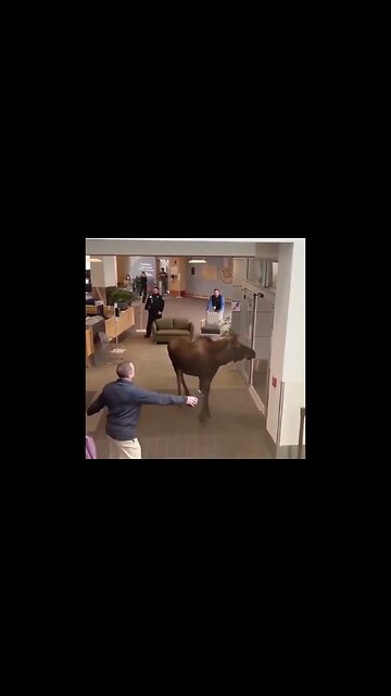 A young moose caused a stir when it strolled through the front doors...