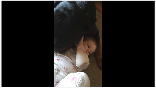 180lb Rottweiler gently plays with little girl