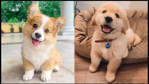 Omg super cute😘 best funny cats and dogs complialation #funnycats #funnyday #funnyvideos #funnycats