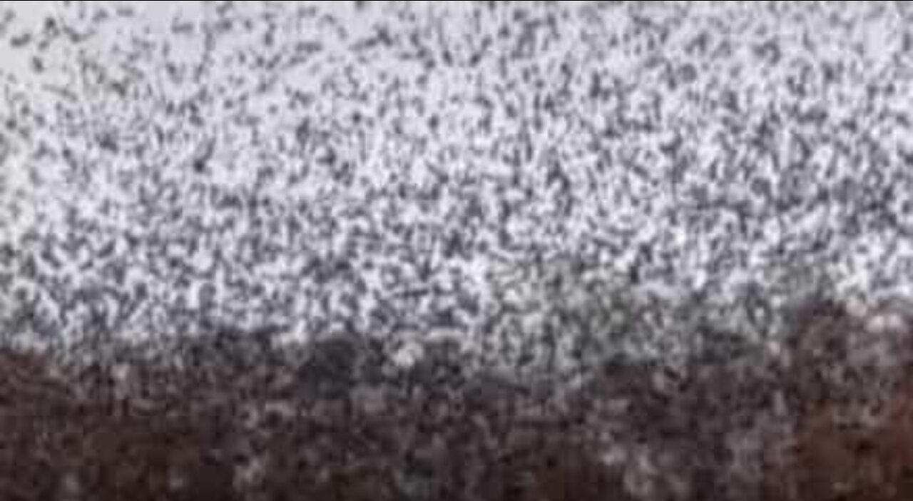 Hundreds of birds flock to a yard in New York