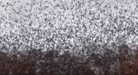 Hundreds of birds flock to a yard in New York