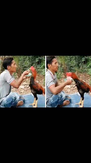 Rooster does not want to eat, but ends up eating when he sees money
