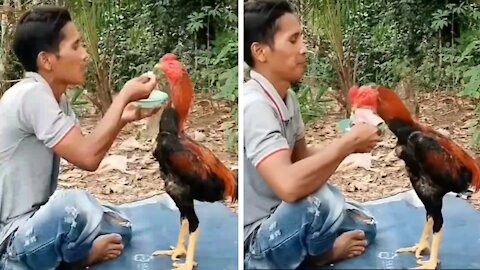 Rooster does not want to eat, but ends up eating when he sees money