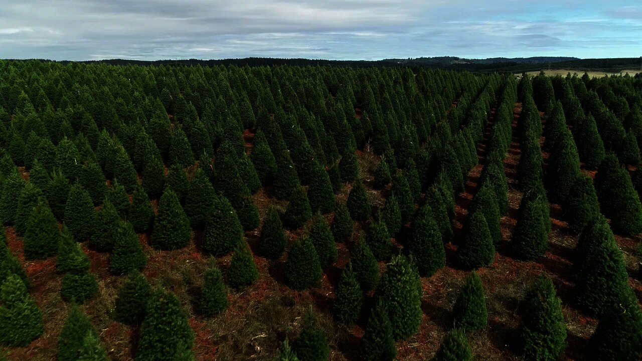 Douglas fir Christmas tree field Oregon