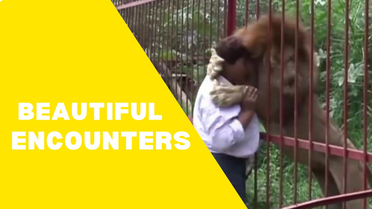 Animals meeting their human friends after years