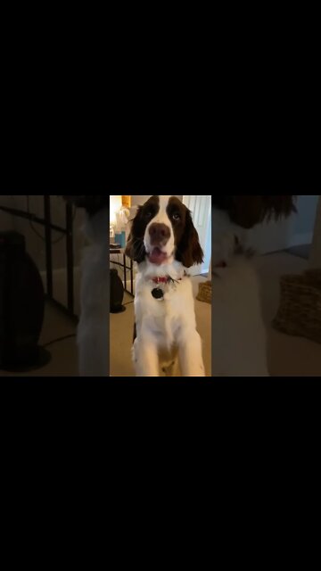 Hungry Springer Spaniel Puppy Wants Breakfast!