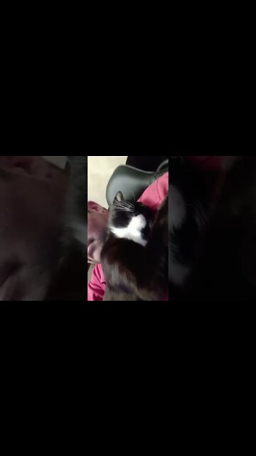 Moonpie sleeping 😴 😻 #shortsvideo #shorts #shortsfeed