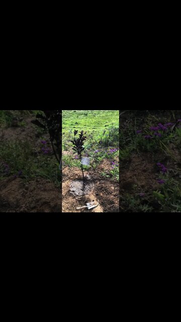 Sparkling rain drops -Planting tree on horse’s grave.