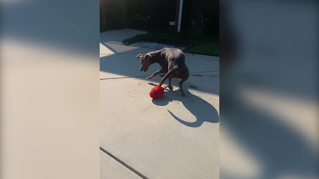 "Hilarious Tangled Dog Chases Toy That Is Caught On Her Foot"