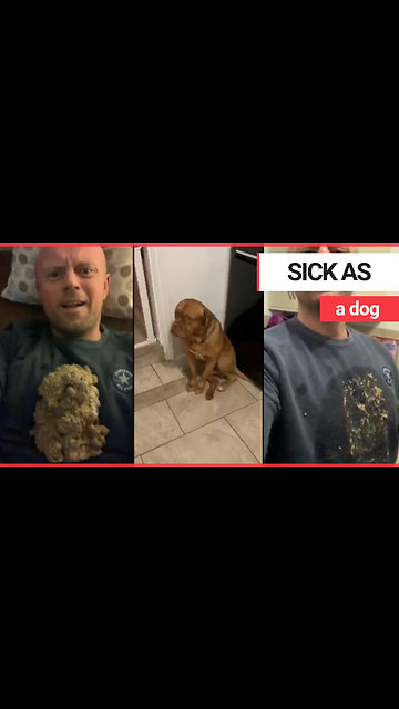 Hilarious video shows aftermath of dog's huge sick on owner's chest