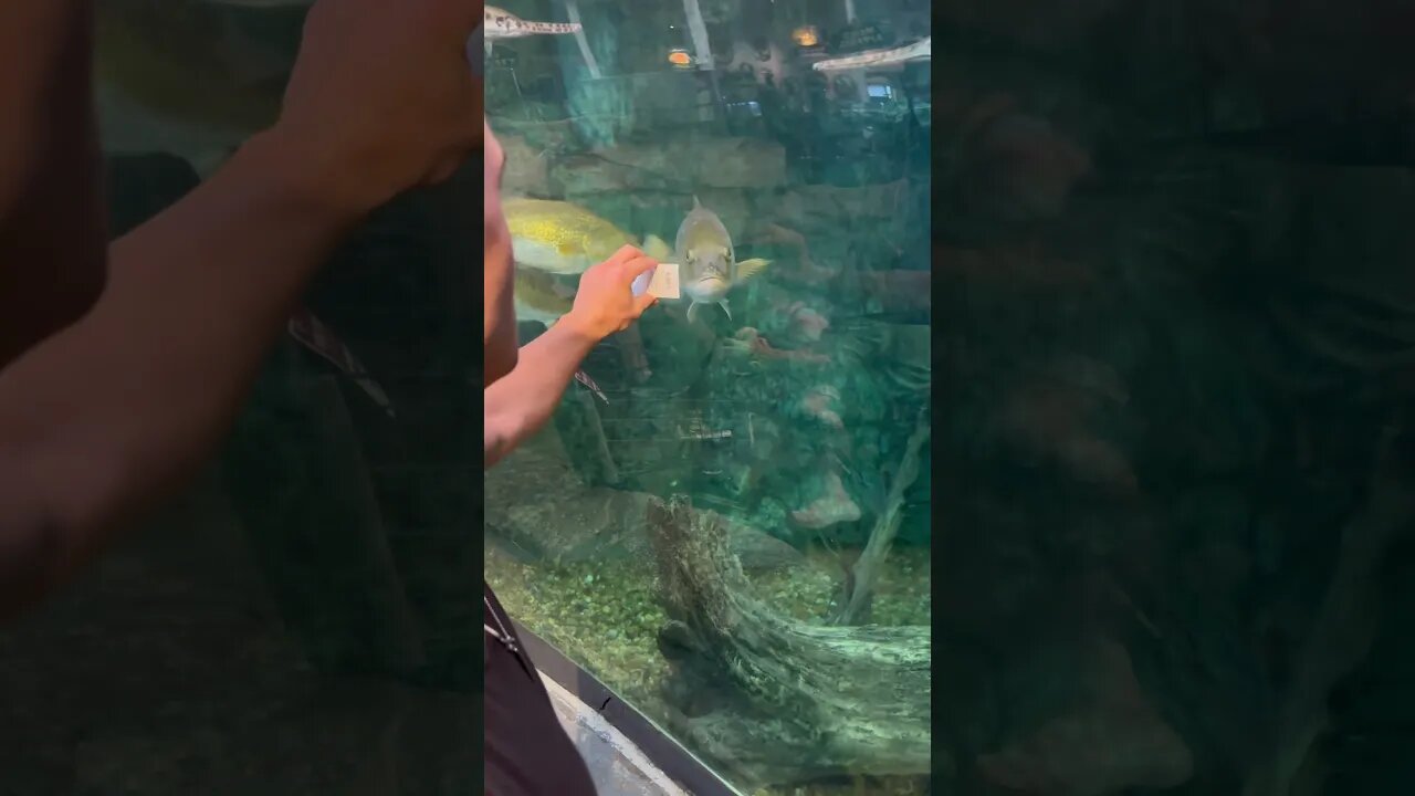 How to TEST YOUR LURES in Bass Pro 😂