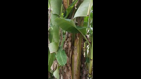 Banana Tree
