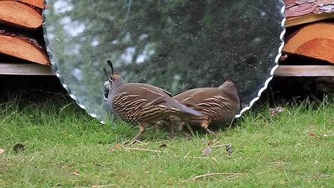 Californian quails fascinated by reflection in mirror