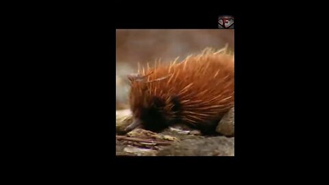 The Echidna Facts #shorts #interestingfacts #animals