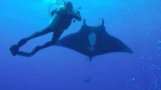 La rencontre magique entre une raie manta et un nageur