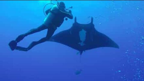 La rencontre magique entre une raie manta et un nageur