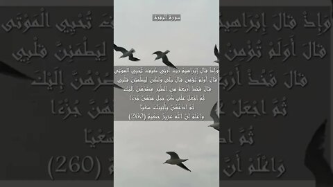 سورة البقرة الآية 260