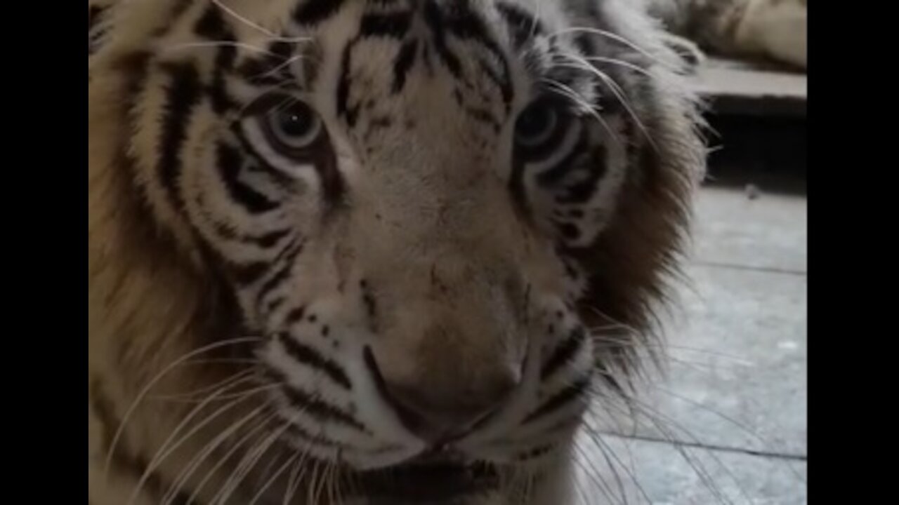 TIGER GETTING ANGRY FOR TAKING HIS PHOTO FUNNY VIDEO