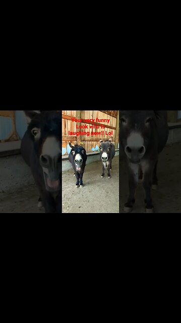 funny animal videos! #shorts #funnyvideos