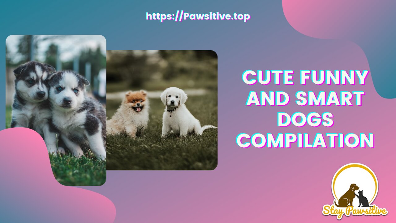 Cute Puppies | Cute Funny and Smart Dogs Compilation - Stay Pawsitive