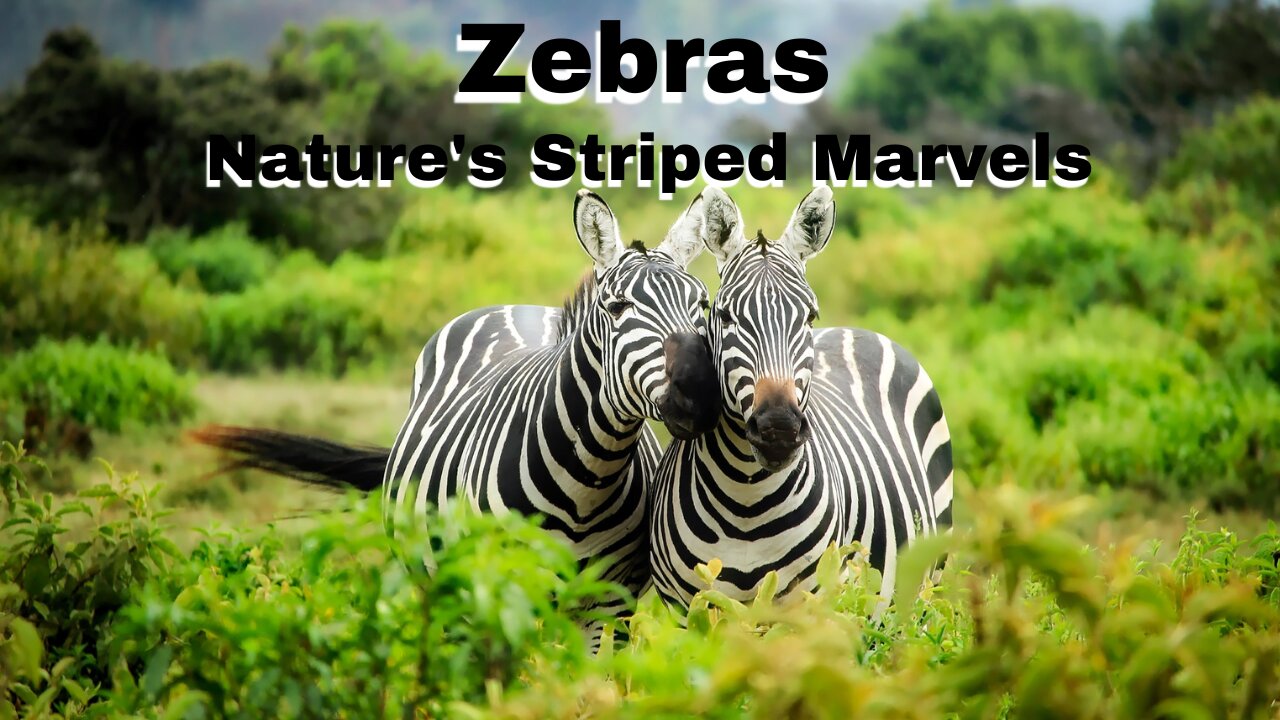 Zebras Nature's Striped Marvels