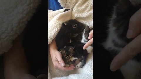 Tiny rescue kittens