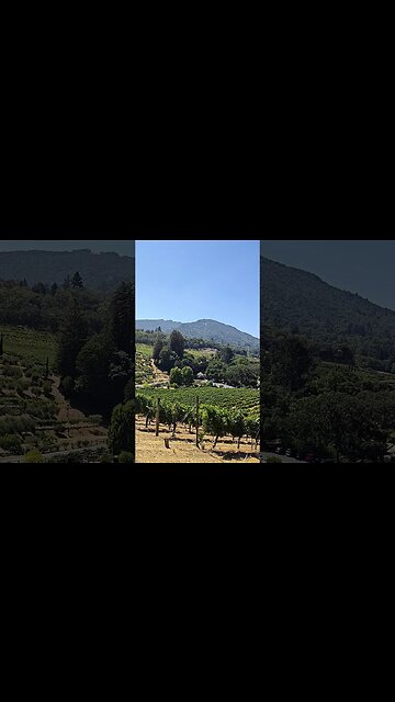 🍇Overlooking Sonoma winemaking hills #shorts #travel #california #usa #trending