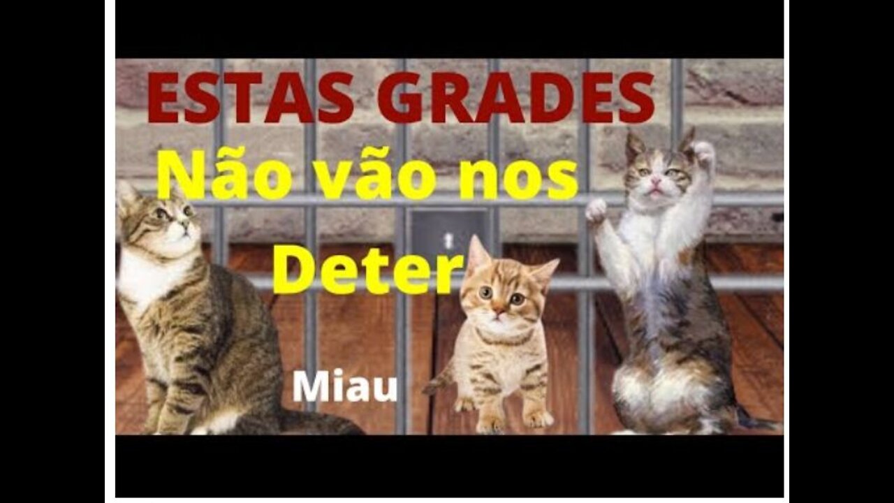 💋 GATO!!! Fulga da Prisão!!! Vídeos Engraçados pra Você dá muitas Risadas!!